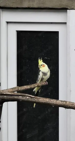 Junge Nymphensittiche + Weißkopfnymphensittichee abzugeben 