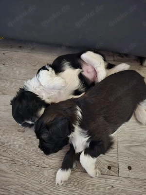 Bolonka Zwenta Welpen