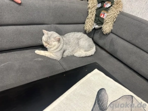Britisch kurzhaar Kater