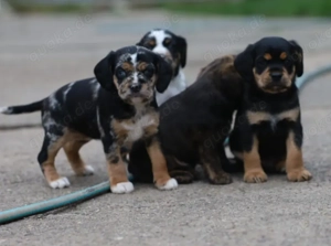 Cocker Mix Welpen suchen ein neues Körbchen 