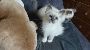 Reinrassige Heilige Birma Kitten, blue point, 12 Wochen alt, bei Schwerin
