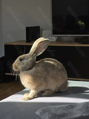 Zwei Rex Kaninchen Brüder abzugeben.