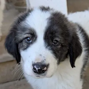 Aster, geb. ca. 07 2025, lebt in GRIECHENLAND, auf einer privaten Pflegestelle 