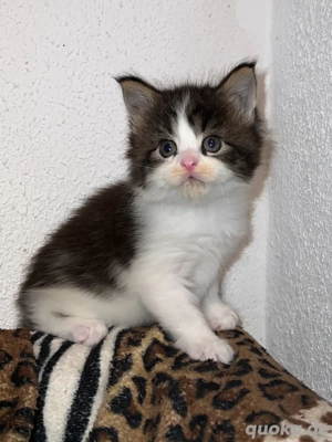 Reinrassiges Maine Coon Kitten