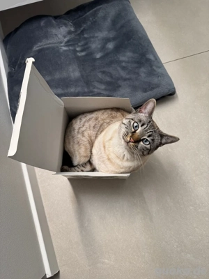 Katze Bengal BKH 2,5 jahre jung 