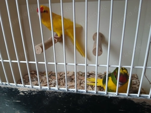 Ziegensittich Hahn jung 