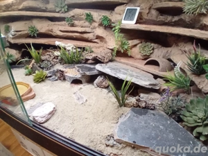 Nehme Leopardgeckos auf