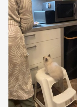 Kitten süß verspielt 