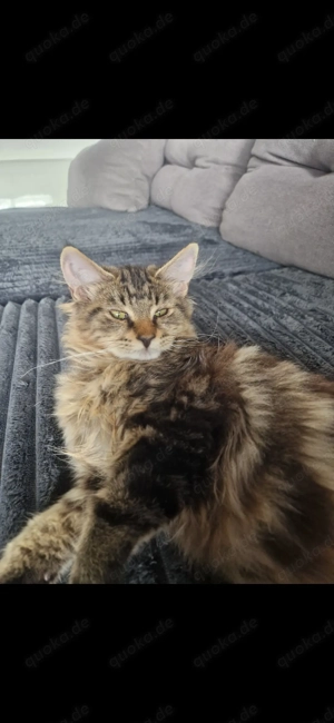 Main coon 