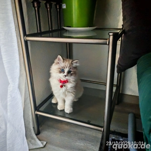 Ragdoll-Kitten sucht ein liebevolles Zuhause   