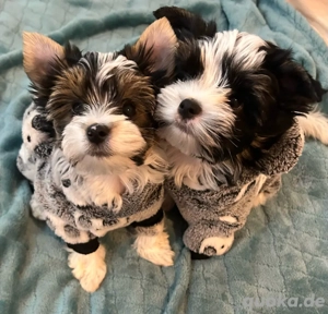     Exklusive Biewer-Yorkshire-Babys suchen ein liebevolles Zuhause!  