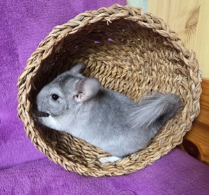 SAPHIR VELVET BLUE DIAMOND und BLACK PERLE Träger Chinchilla Männchen Baby + wunderschön + Bild 3