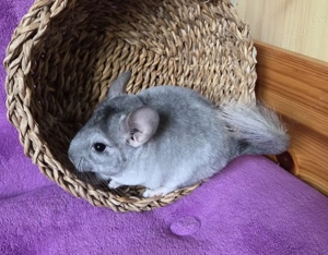 SAPHIR VELVET BLUE DIAMOND und BLACK PERLE Träger Chinchilla Männchen Baby + wunderschön + Bild 2