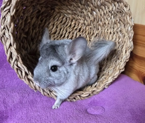 SAPHIR VELVET BLUE DIAMOND und BLACK PERLE Träger Chinchilla Männchen Baby + wunderschön + Bild 5