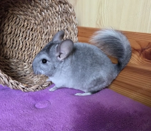 SAPHIR VELVET BLUE DIAMOND und BLACK PERLE Träger Chinchilla Männchen Baby + wunderschön + Bild 4