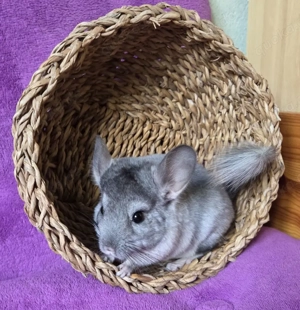 SAPHIR VELVET BLUE DIAMOND und BLACK PERLE Träger Chinchilla Männchen Baby + wunderschön + Bild 6