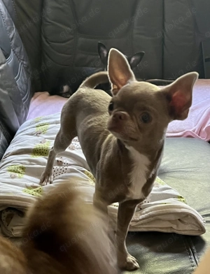 Chihuahua Hündin Lilac Kurzhaar