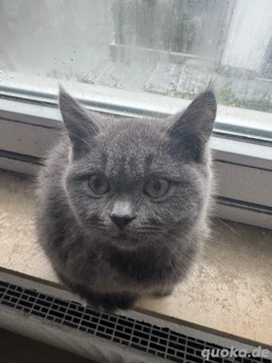 Russisch Blau Prinzessin sucht liebevolles Zuhause    Bild 3