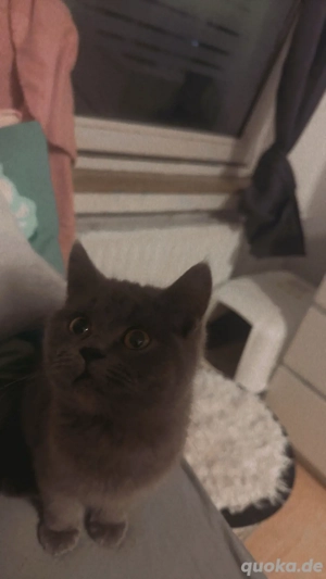 Russisch Blau Prinzessin sucht liebevolles Zuhause    Bild 2