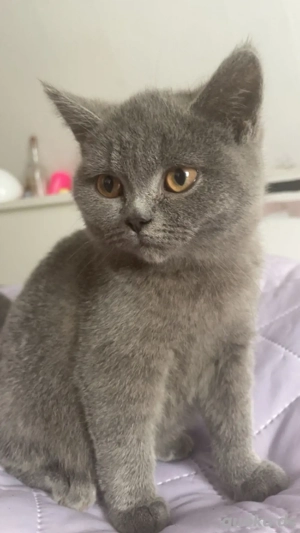 Russisch Blau Prinzessin sucht liebevolles Zuhause    Bild 4