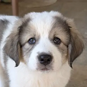 Lumos, geb. ca. 07 2025, lebt in GRIECHENLAND, auf einer privaten Pflegestelle 