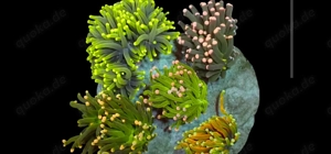 Acropora und Euphillia Ableger   Euphillia Garten 
