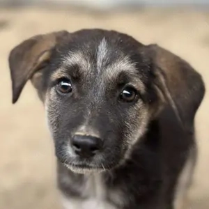 Pepito, geb. ca. 08 2025, lebt in GRIECHENLAND, auf einer privaten Pflegestelle