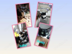  Dringend! Baby & Bubby   Geschwisterpärchen sucht gemeinsames Zuhause 