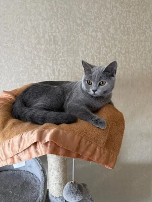 BKH-Kätzchen zu verkaufen