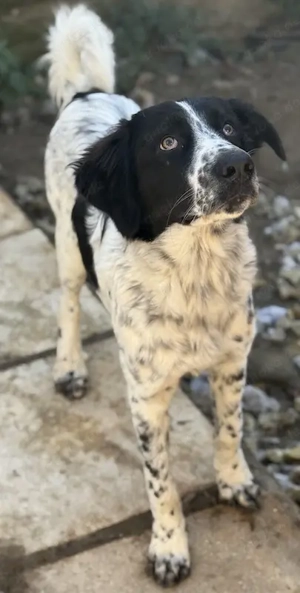 Silas, geb. ca.10 2024, lebt in GRIECHENLAND, auf einem Gelände, auf dem die Hunde notdürftig versor Bild 5