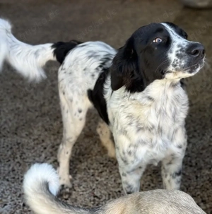 Silas, geb. ca.10 2024, lebt in GRIECHENLAND, auf einem Gelände, auf dem die Hunde notdürftig versor Bild 2