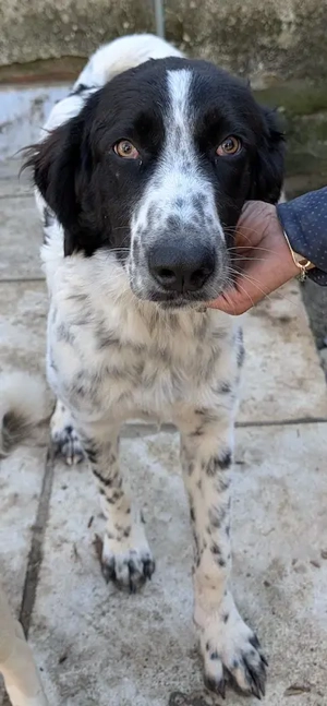 Silas, geb. ca.10 2024, lebt in GRIECHENLAND, auf einem Gelände, auf dem die Hunde notdürftig versor Bild 8