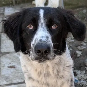 Silas, geb. ca.10 2024, lebt in GRIECHENLAND, auf einem Gelände, auf dem die Hunde notdürftig versor