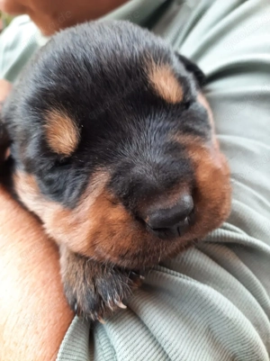 Rottweilerwelpen