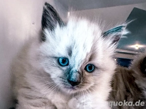 Nur noch 2 zauberhafte Ragdoll ähnl. Heilige Birma Kitten! Katzenbabys   Kitten  Bild 4