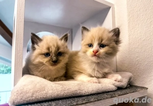 Nur noch 2 zauberhafte Ragdoll ähnl. Heilige Birma Kitten! Katzenbabys   Kitten  Bild 3