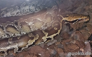 Einen guten Tag, ich biete einen. Python breitensteini