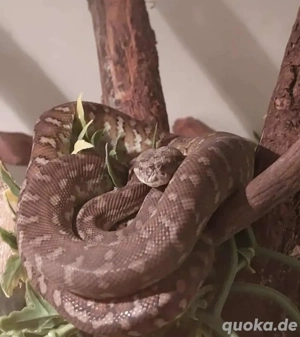 Guten Tag. Ich biete ein morelia bredli