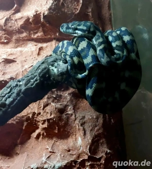 Guten Tag. Ich biete ein morelia spilota