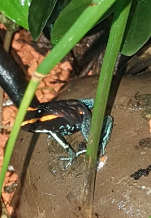 Phyllobates vittatus 