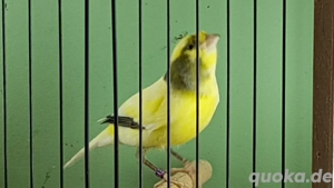 TIMBRADO Gesangskanarien classico