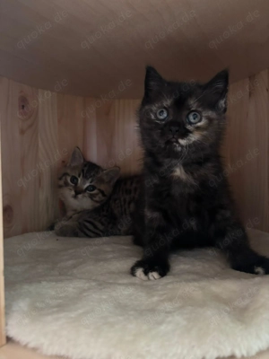 BKH Kitten - 1Mädchen sucht noch ihr neues Zu Hause 
