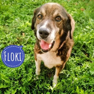 Floki, wunderhübscher Mischling, lieb und stubenrein