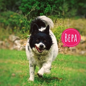 Bepa, eine erwachsene Traumhündin