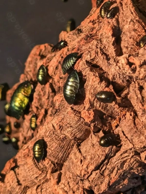 Pseudoglomeris magnifica Smaragdschaben "Showinsekten"