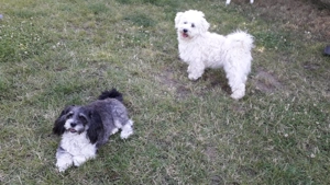 Süße Havaneser Welpen 