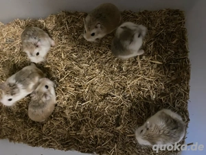 Zwerghamster Roborowski