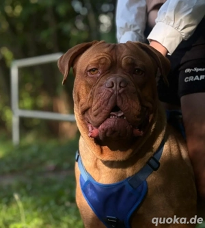 3 Jährige Bordeaux dogge Hündin