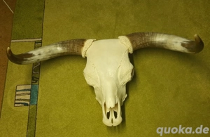 top präparierte Rinderschädel Pferdeschädel Schädel Rind Bulls Skull