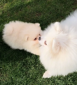 Zwergspitz Pomeranian Welpen reinrassig 